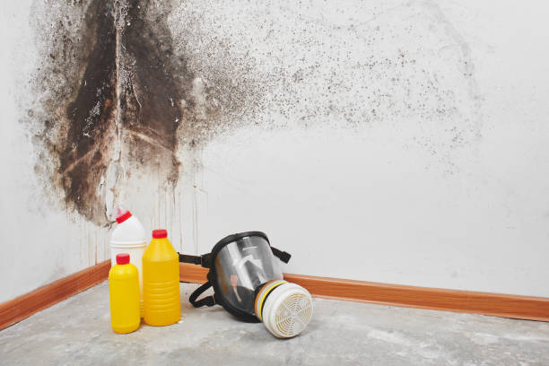 Best Black Mold Removal  in Le Roy, IL