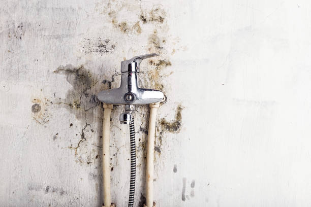 Best Same-Day Mold Removal  in Le Roy, IL