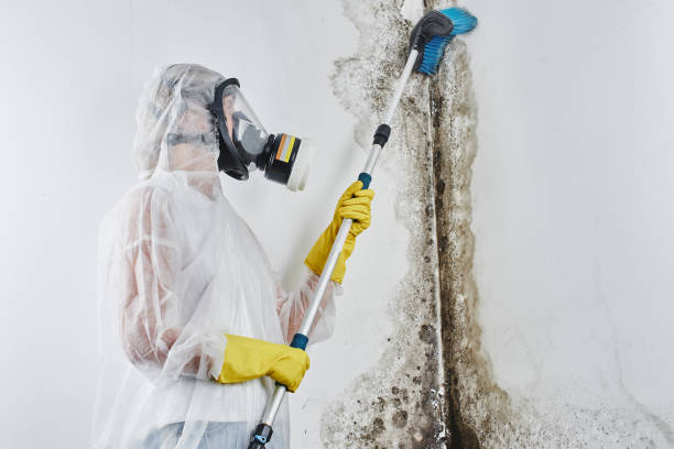 Best Toxic Mold Removal  in Le Roy, IL