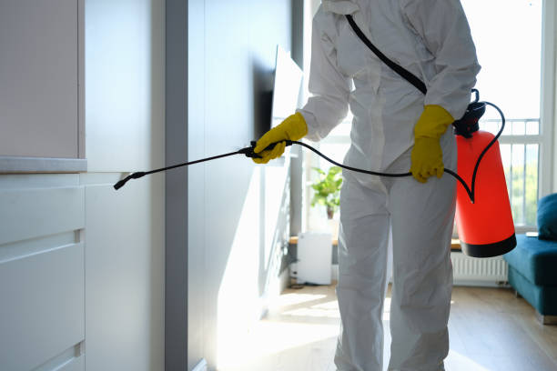 Best Same-Day Mold Removal  in Le Roy, IL