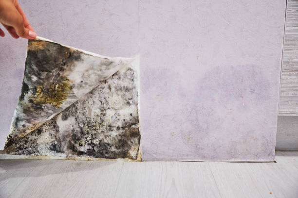 Best Mold Removal Near Me  in Le Roy, IL